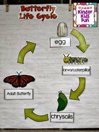 Butterfly Life Cycle Lessons Tes Teach