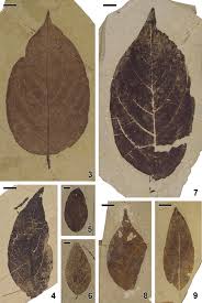 Image result for Itea rhamnoides