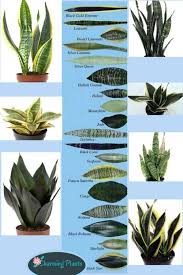 Sabah snake grass plant has a significant role in traditional asian medicinal practices in treating various diseases. Snake Plant Care 5 Amazing Benefits Of Sansevieria A Piece Of Rainbow