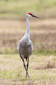 Big Black Birds In Missouri Sandhill Crane Google Search Pet Birds Missouri Birds Beautiful Birds