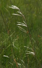 Image result for Andropogon eucomus