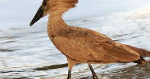 Birds With Tufted Heads Hammer Head Or Hamerkop Scopus Umbretta Animals Funny Birds Pet Birds