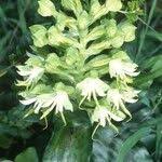 Image result for Bonatea steudneri