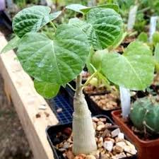 Image result for Ipomoea albivenia