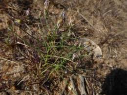 Image result for Camptorrhiza strumosa