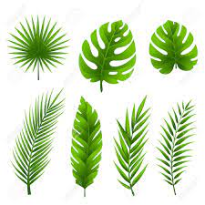 How to draw tropical leaves using watercolor. Jungle Leaves Set Tropical Palm Tree Leaves Collection Stock Vector 62601104 Leaf Drawing Palm Tree Drawing Palm Tree Vector