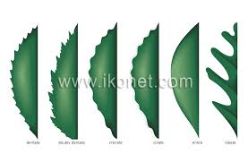 Image result for leaf margin entire