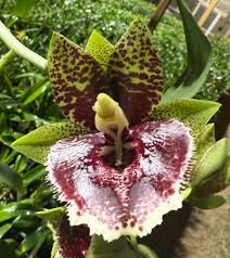 Image result for Habenaria livingstoniana