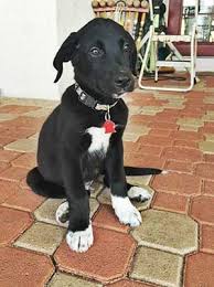 Black lab border collie mix. Is The Border Collie Lab Mix Really The Easiest Dog To Get Along With Border Collie Lab Mix Dog Trends Border Collie