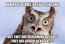 Humor Train Funny Pictures Updated Daily Owl Haha Funny Screech Owl