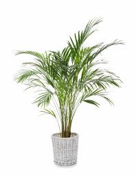 Maybe you would like to learn more about one of these? Tall Indoor Plants 7 Best Large Houseplants To Grow In Your Home My Tasteful Space