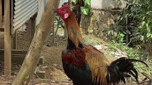Anda bisa mengunduh atau mencetak gambar atau foto ayam magon magonthai jago petarung gambar di samping memakai printer. Playtube Pk Ultimate Video Sharing Website