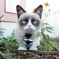 5 best cat collar cameras. What Are The Best Dog Cat Camera Collars Pet Cameras Action Camera Central