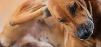 Image result for what do lice look like in dog fur