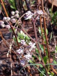 Image result for Asclepias cucullata