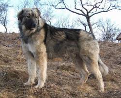 Carpathia collections is your chance to have a unique, original, and beautiful bright corals, reds and teals make this one really pop with color. Carpathian Shepherd Dog Coloring Pages Curriculum Vitae For Everybody