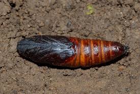 Hummelschwärmer — hummelschwärmer , hemaris fucifọrmis , zu den schwärmern gestellter , etwa 4 cm spannender , am tage fliegender schmetterling , kommt v. Hummelschwarmer Hemaris Fuciformis Www Natur In Nrw De