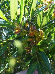 Image result for Combretum falcatum