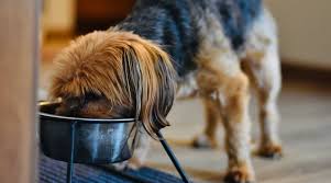 Check out our comparison table for the best food for yorkies. Best Dog Foods For Yorkies Puppies Adults Seniors