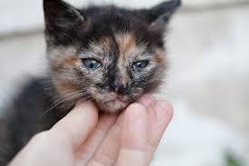 Just like their humans, cats can catch colds and suffer from upper respiratory. Is Your Cat S Runny Nose Normal Catster