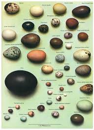 Great Resource For Exploring Creation With Zoology 1 Bird Egg Guide Bird Egg Identification Bird Eggs Pet Birds