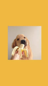 Samsung Wallpaper Pastel Hintergrundbild Tapete Dog Wallpaper Iphone Cute Dog Wallpaper Dog Wallpaper