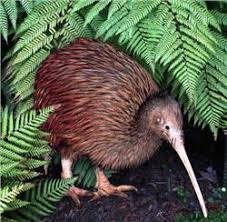 Image result for Orana Wildlife Park