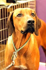 Westminster Dog Show Rhodesian Ridgeback Westminster Dog Show Dog Show Dogs