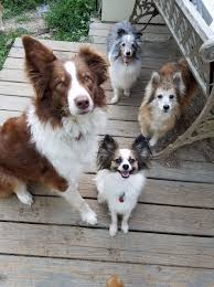 Sunnyrain australian shepherds are breeders dedicated to the preservation of the pure bred australian shepherds. Dog For Adoption Copper An Australian Shepherd In New Albany In Petfinder
