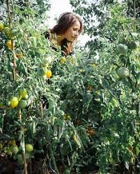 pin auf gemusegarten nutzgarten