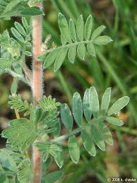 Image result for Landolphia villosa