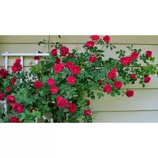 Cek dulu disini jika mau beli atau cari yang jual tanaman hias mawar. Tanaman Hias Bunga Mawar Pot Lazada Indonesia