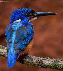 Big Bird With Colorful Feathers Blue Eared Kingfisher Nature Birds Kingfisher Beautiful Birds