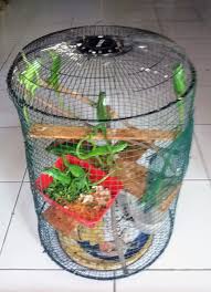 Namun, semakin besar sangkarnya, semakin baik. Agar Bayi Iguana Nafsu Makannya Tinggi
