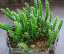The sabras cactus fruit is also known as prickly pear, cactus pear, tuna and indian fig to how did it get the name sabras?read on for information on this extraordinary fruit of a cactus plant that not sabras cactus fruit. Pin By Debbie Maddox On Succulents Cacti And Aloes Dragon Fruit Cactus Dragon Fruit Plant Cacti And Succulents
