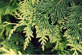 The trees you will receive are 8″ to 14″ in height, 2 to 3 years old, and in a container that is approximately 3″ x 5 1/2″ with detailed care and planting instructions. How To Identify Cedar Tree Types Eastern Red Vs Western Red Tree Frog Creative