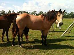 2yr old buckskin by aqha world champion tie down rope horse my barracuda by wimpys little step. Buckskin Horses Buttermilk Buckskin Quarter Horse Mare For Sale In Church Point Horses Quarter Horse Buckskin Horse