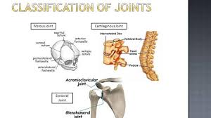 Classification Of Joints Online Biology Notes