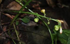 Image result for Chlorophytum stenopetalum