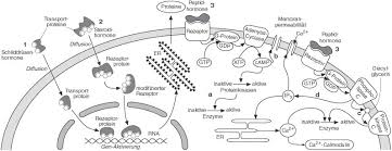 Zu ihnen gehören die sexualhormone der keimdrüsen und die corticosteroide der nebennierenrinde. Hormone Kompaktlexikon Der Biologie