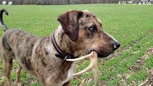 Digger The Catahoula Shed Dog Youtube