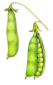 Image result for Pisum sativum