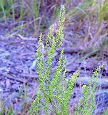 Image result for Dysphania