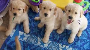 Search for puppies golden retriever. Golden Retriever Puppies Hickory Nc