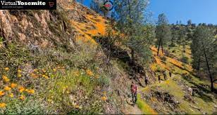 Virtual Yosemite Wildflowers On The Hite Cove Trail Sierra News Online