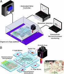 Method to increase the stability of the atmosphere (cooling the surface). Multisensor Integrated Organs On Chips Platform For Automated And Continual In Situ Monitoring Of Organoid Behaviors Pnas