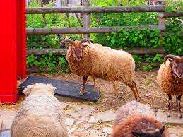 We are open every day, free of charge. Mobile Farm Spitalfields City Farm