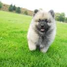 PuppyFind | Keeshond Puppies for Sale