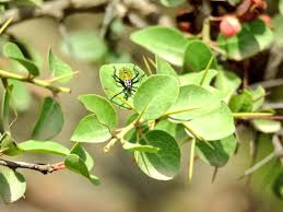 Image result for Gymnosporia arbutifolia