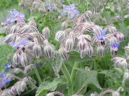 Image result for Borago